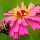 Illustration for article titled Flower Freaking Out After Realizing There’s A Bee On Item/em